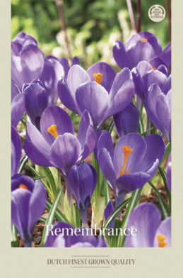 Crocus Vernus Remenbrance x10 8/9