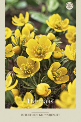Eranthis Hyemalis x10 5/6