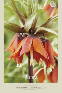 Fritillaria Rubra x1 24/+