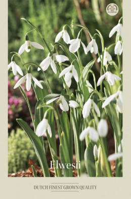 Galanthus Elwesii x10 5/6