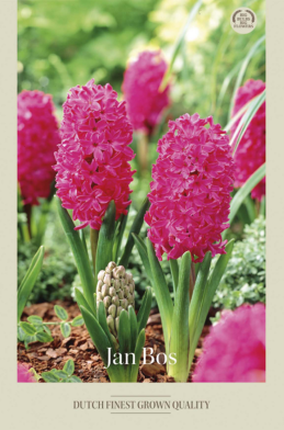 Hyacinthus Orientails Jan Bos x5 15/16