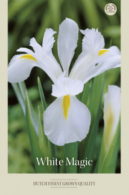 Iris  Hollandica White Magic x8 8/9