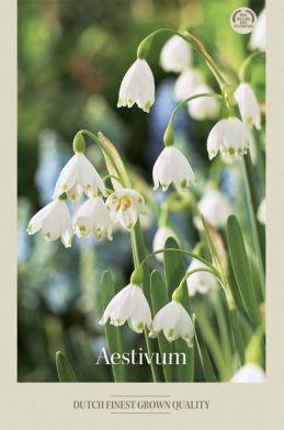 Leucojum Aestivum x8 12/+
