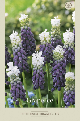 Muscari Grape Ice x10 8/9