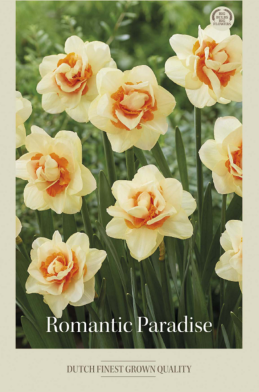 Narcissus Double Romantic Paradise x5 14/16