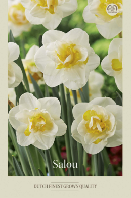 Narcissus Double Salou x5 14/16