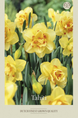 Narcissus Double Tahiti x5 14/16