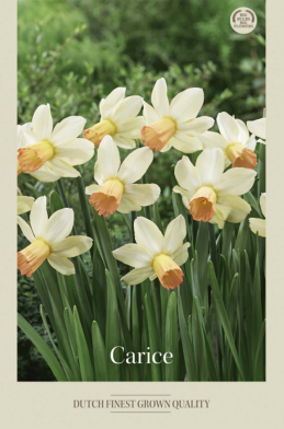 Narcissus Jonquilla Carice x7 12/+