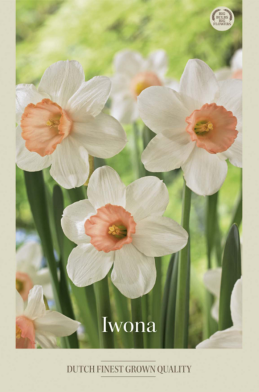 Narcissus Jonquilla Iwona x5 12/14