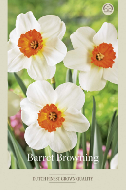 Narcissus Small Cupped Barret Browning x5 14/16