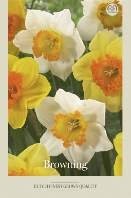 Narcissus Small Cupped Browning x6 14/16