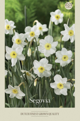 Narcissus Small Cupped Segovia x5 12/14