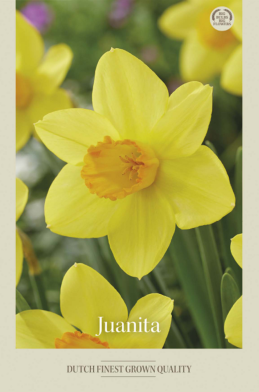 Narcissus Trumpet Juanita x5 14/16