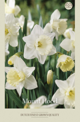 Narcissus Trumpet Mount Hood x5 14/16