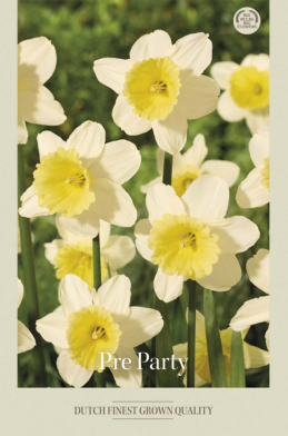 Narcissus Trumpet Pre Party x5 14/16