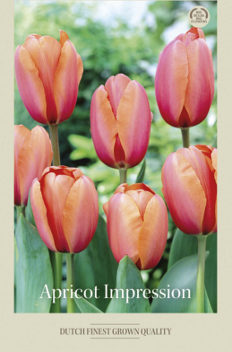 Tulipa Darwin Hybride Apricot Impression x7 12/+