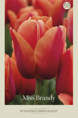 Tulipa Darwin Hybride Miss Brandy x7 12/+