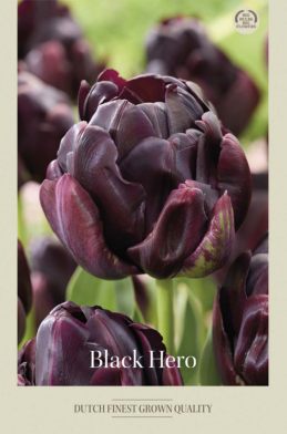 Tulipa Double Late Black Hero x7 12/+
