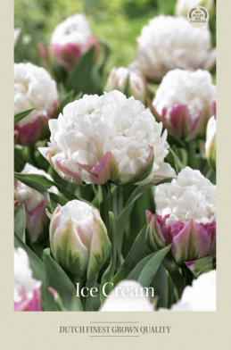 Tulipa Double Late Ice Cream x5 12/+