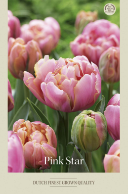 Tulipa Double Late Pink Star x7 12/+