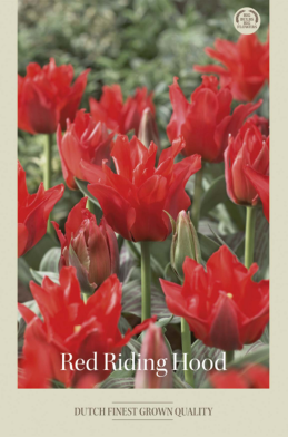 Tulipa Greigi Red Riding Hood x7 12/+