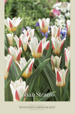 Tulipa Kaufmania Johan Straus x7 12/+