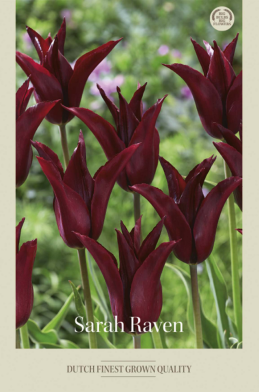Tulipa Lilyflowering Sarah Raven x7 12/+