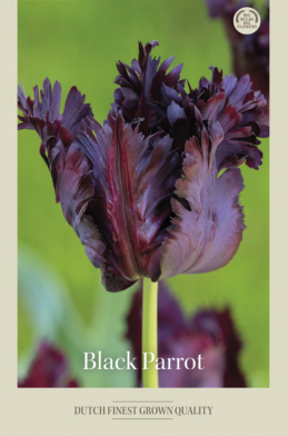 Tulipa Parrot Black Parrot x7 12/+