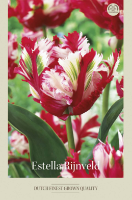 Tulipa Parrot Estella Rijnveld x7 12/+