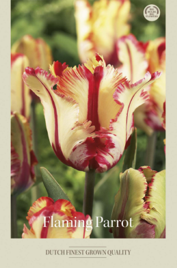 Tulipa Parrot Flaming Parrot x7 12/+