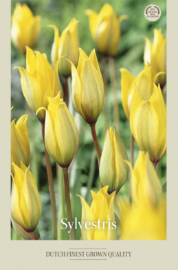 Tulipa Specie Sylvestris x10 6/7