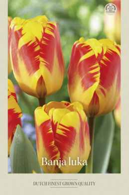 Tulipa Triumph Banja Luka x7 12/+
