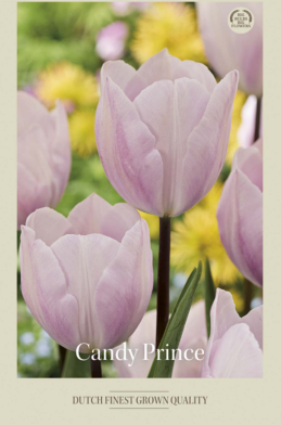 Tulipa Triumph Candy Prince x7 12/+