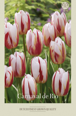 Tulipa Triumph Carnaval de Rio x7 12/+