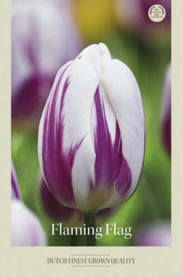 Tulipa Triumph Flaming Flag x7 12/+