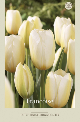 Tulipa Triumph Francoise x7 12/+