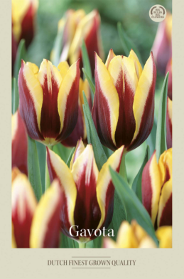 Tulipa Triumph Gavota x7 12/+
