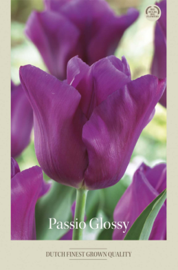 Tulipa Triumph Passio Glossy x7 12/+