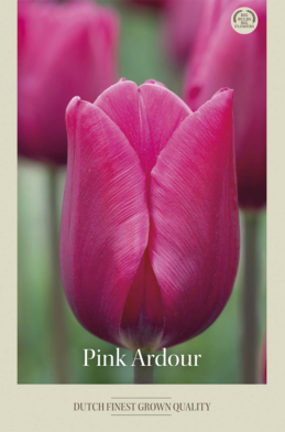 Tulipa Triumph Pink Ardour x7 12/+