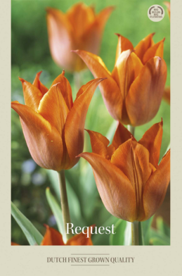 Tulipa Triumph Request x7 12/+