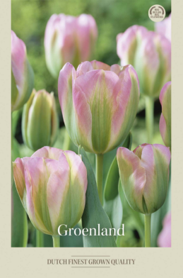 Tulipa Viridiflora Groenland x7 12/+