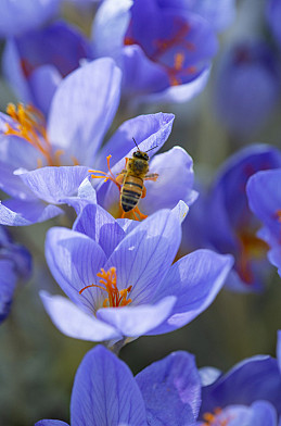 Botanisch Speciosus 7/+