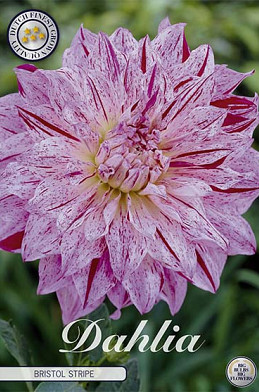 Dahlia Deco. Bristol Stripe x 1 I .