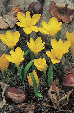 Lutea 15/+