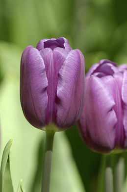 Purple Flag 10/+