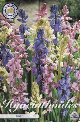 Hyacinthoides Hispanica Mixed x10 8/9