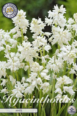 Hyacinthoides Hispanica White x10 8/9