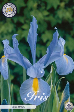 Iris Hollandica Blue Magic x15 8/9