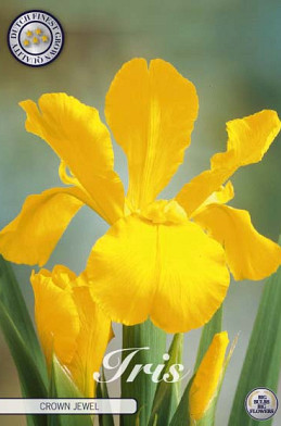 Iris Hollandica Crown Jewel x15 8/9
