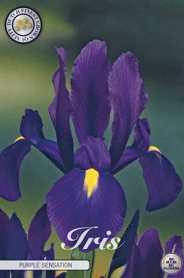 Iris Hollandica Purple Sensation x15 8/9